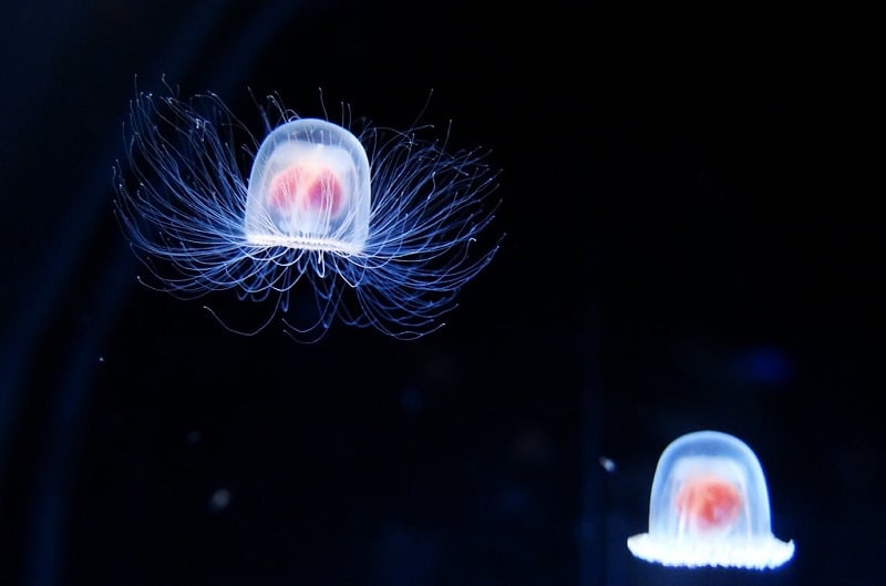 死にそうになると若返る…!ベニクラゲは不老不死の生き物についての雑学まとめ