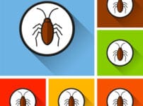 ゴキブリが飛ぶのはどんなとき？という雑学