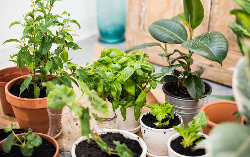 人間と同じ!植物にも「血液型」が4タイプあるという雑学まとめ