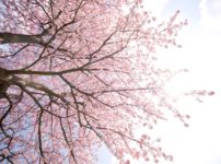 CLANNADの名言・格言
