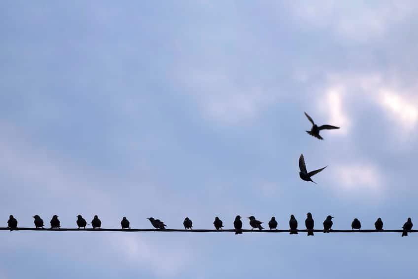 鳥は1本の電線にしか触れていない!についてのトリビア