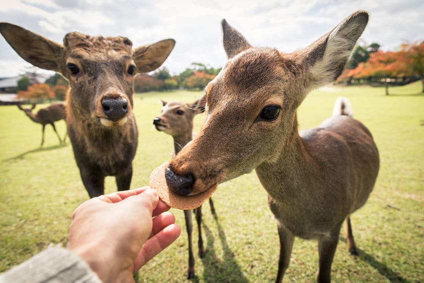 奈良公園にいるシカのツノを切る理由