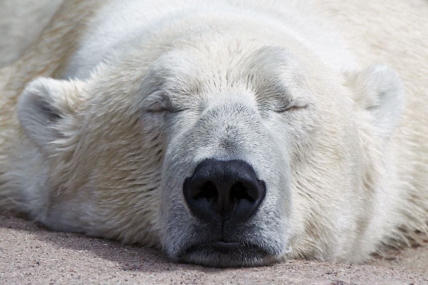 シロクマは肌が黒く、毛も白いわけではない。についてのトリビア