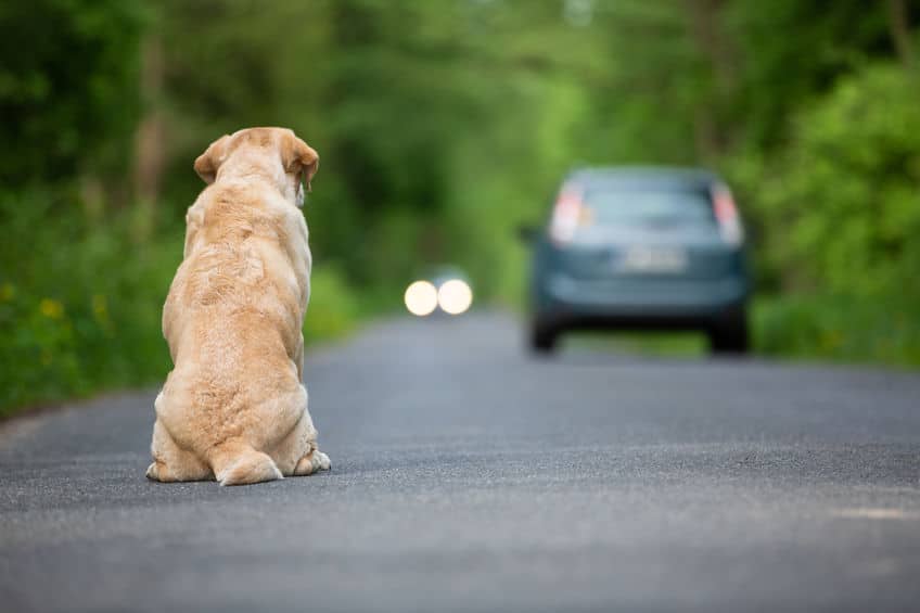 苦肉の策で捨て犬となっていたシロについてのトリビア