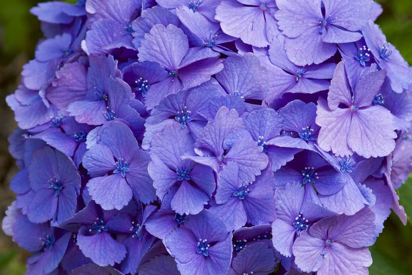 紫色のアジサイの花言葉に関する雑学