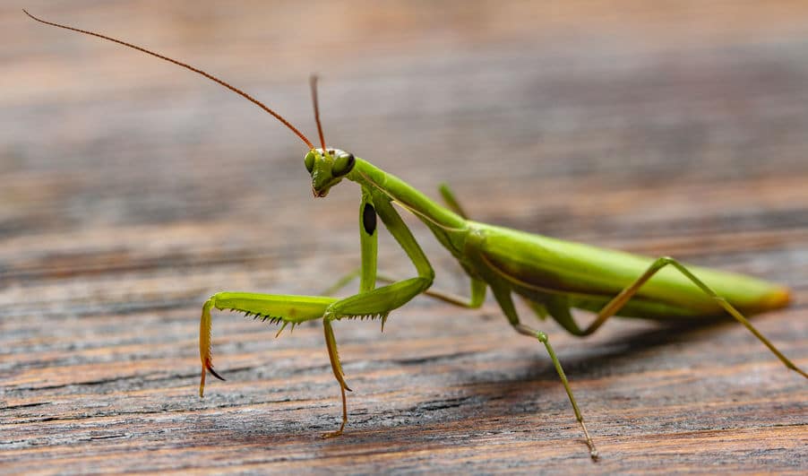 カマキリのオスは簡単には食べられない!というトリビア