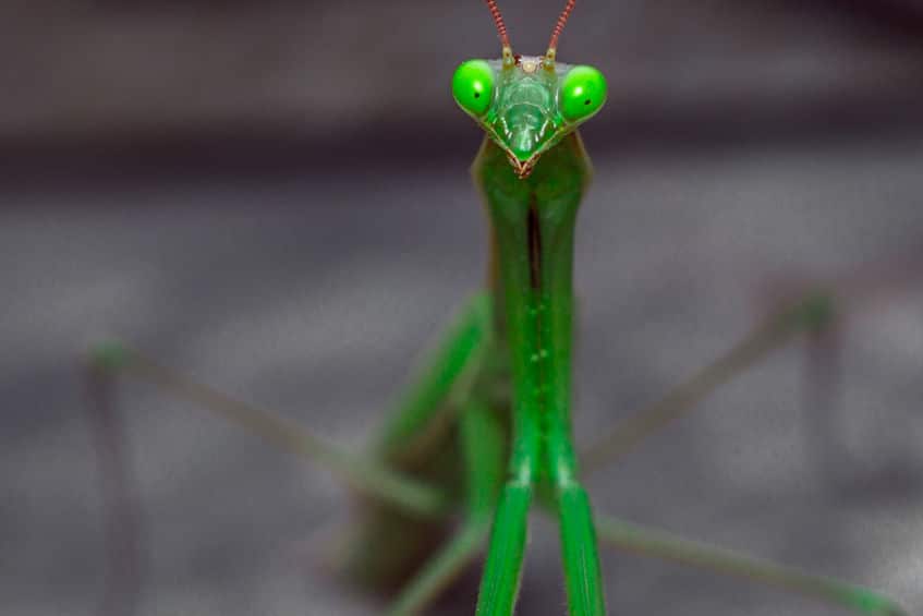 カマキリのオスは何度でも交尾できるというトリビア