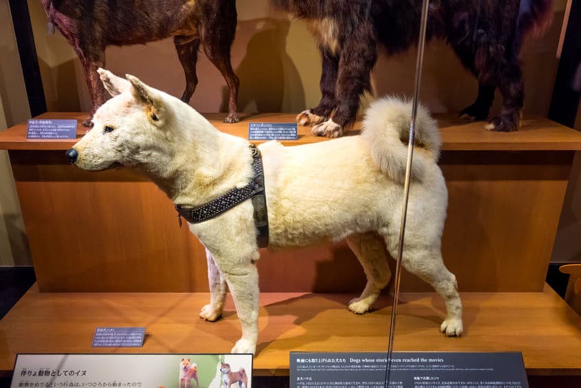 ハチのはく製は国立科学博物館に展示されているという雑学