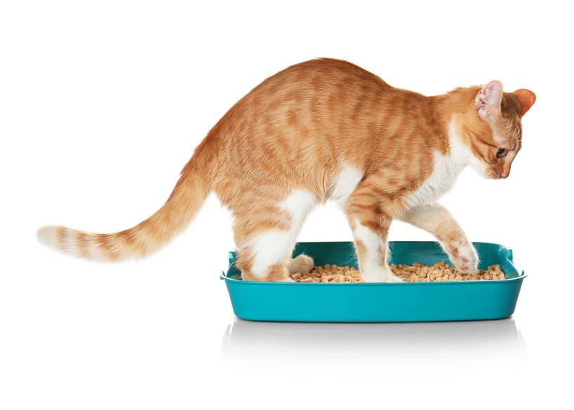 「ねこばば」は猫がフンの上に砂をかけて隠すことに由来しているというトリビア