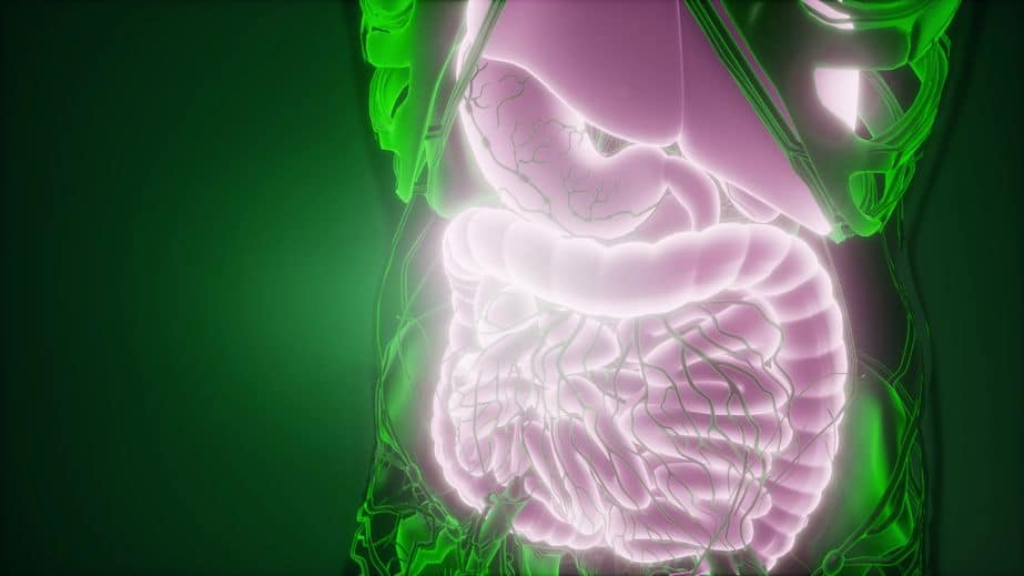 十二指腸は指の幅の十二倍であることに由来しているというトリビア