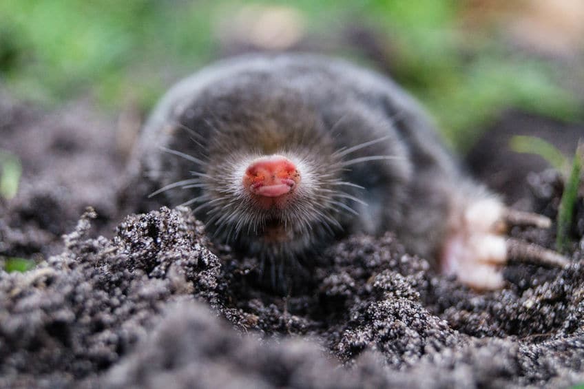 カタツムリ以下とは…。モグラは穴を掘るのが下手…。【動画あり】についてのトリビアまとめ