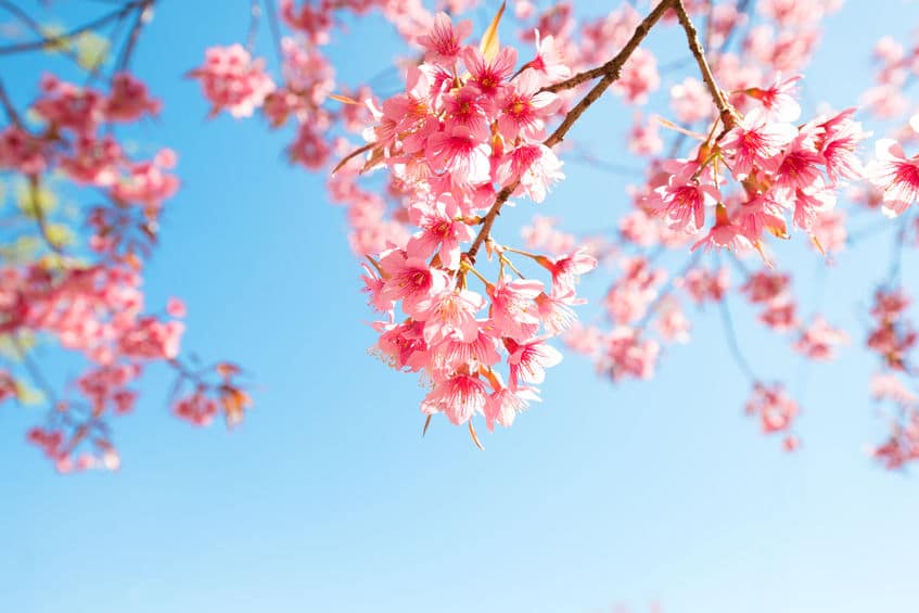 桜の開花にまつわる雑学まとめ
