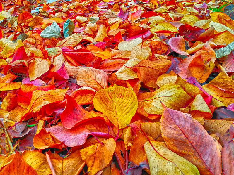 なぜ紅葉するのか?その理由は葉っぱが必要なくなるからというトリビア