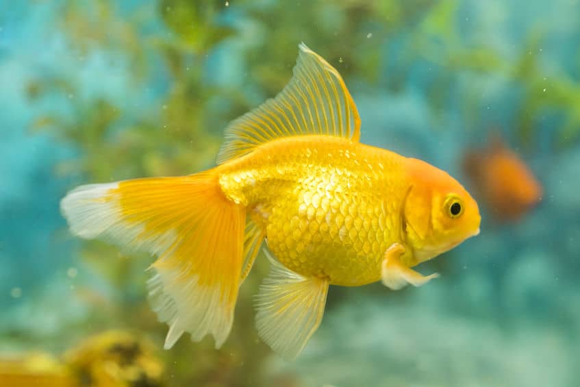 金魚のフンに関する雑学まとめ