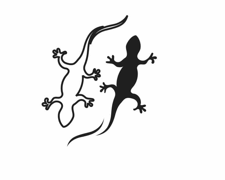 イモリとヤモリの見分けかたに関する雑学