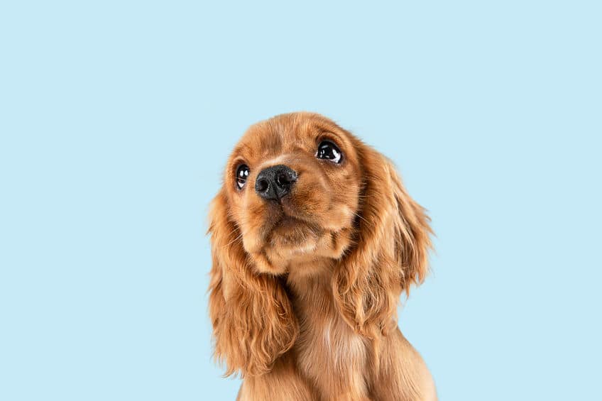 がん探知犬の現状についてのトリビア