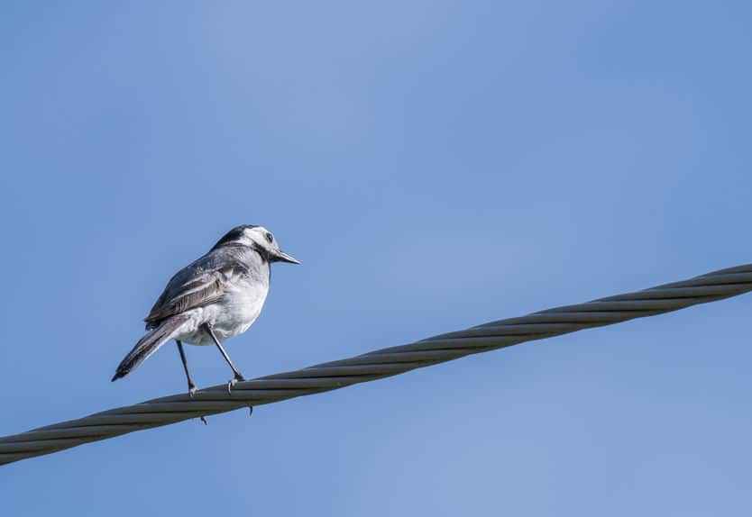 スズメやカラスが電線にとまっても感電しない理由とは?【動画あり】についてのトリビアまとめ