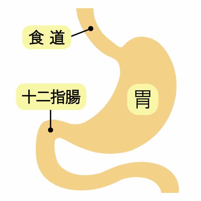 十二指腸潰瘍の原因は胃に近いからというトリビア