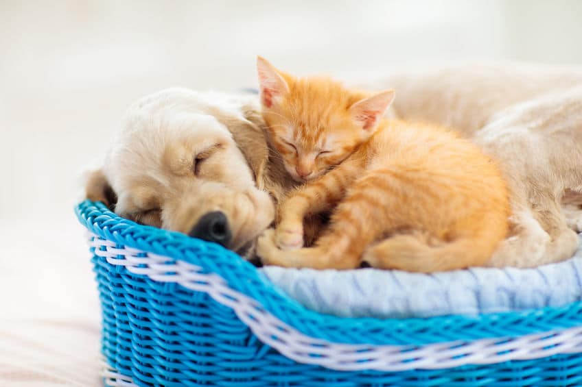 動物の体温は人間より高めというトリビア