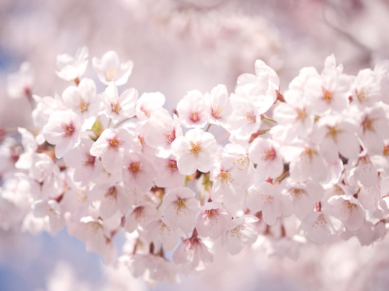 墓石の代わりに木や花を植えるお墓もあるという雑学