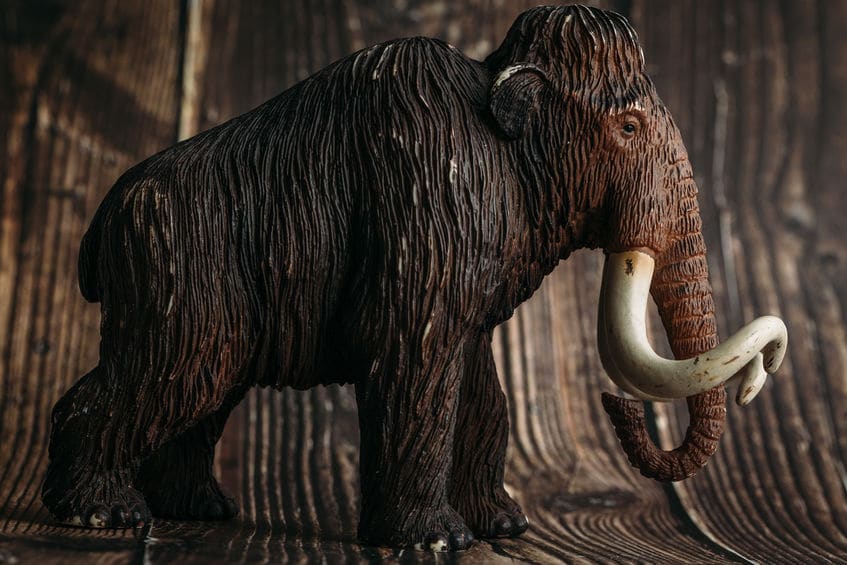 マンモスはゾウの祖先ではなく親戚という雑学