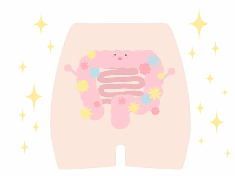 盲腸は腸内環境を整えてくれる!というトリビア