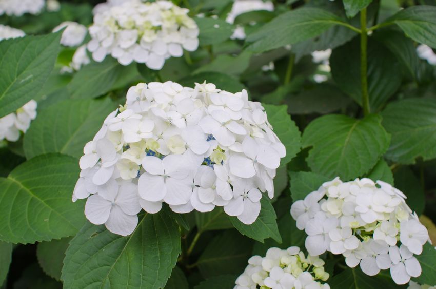 白色のアジサイの花言葉に関する雑学