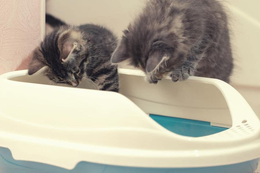 ねこばばの語源についてのトリビア