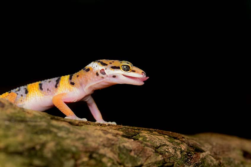 「ヒョウモントカゲモドキ」はヤモリの仲間という雑学