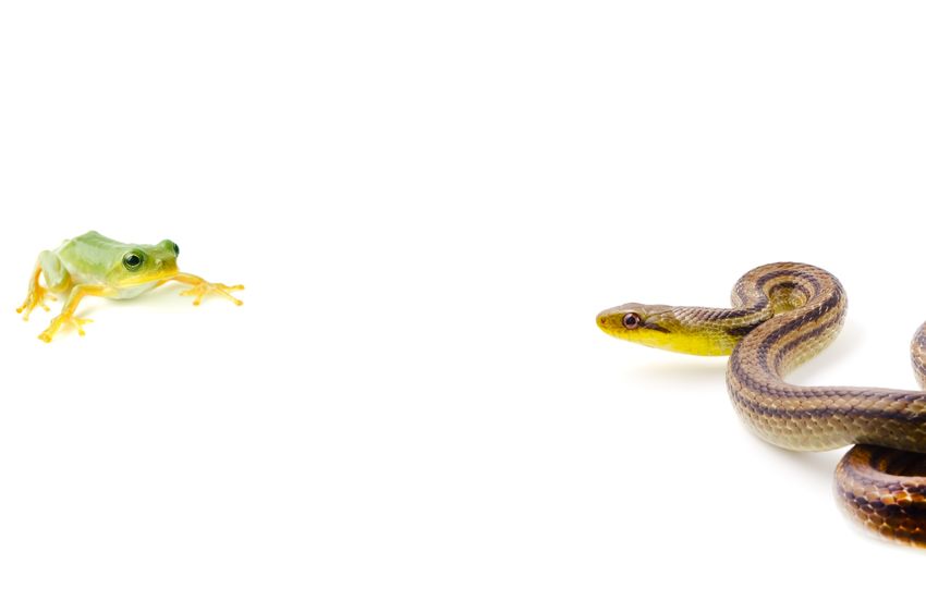 ことわざ「蛇に睨まれた蛙」に関する雑学まとめ