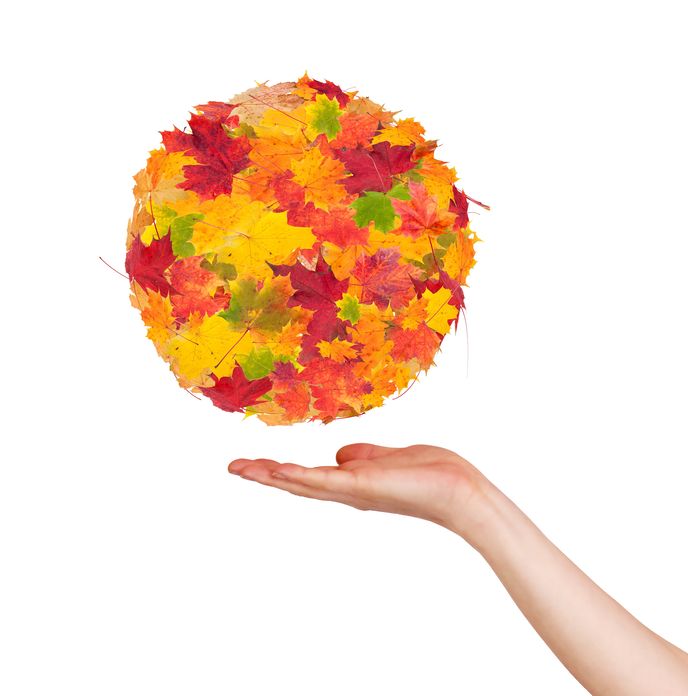 「もみじ」は紅葉する植物の総称であるという雑学