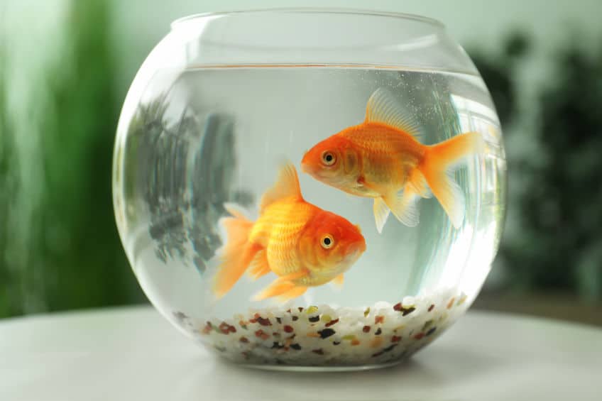 金魚の飼い方に関する雑学まとめ