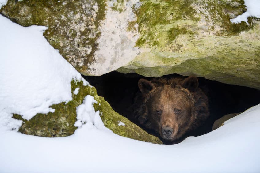 クマの冬眠行動は生物学的には難しいという雑学