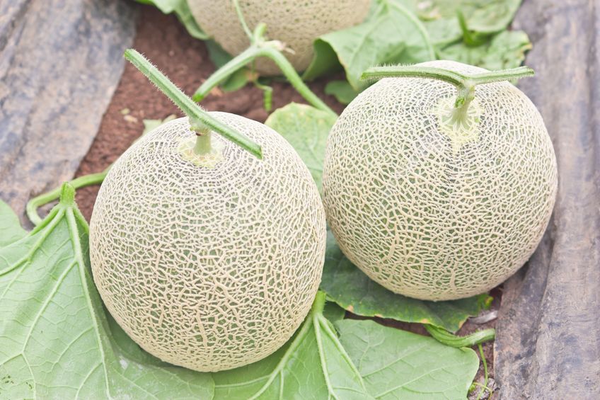 マスクメロンに網目がある理由とは?高級なのにも理由がありました。というトリビアまとめ