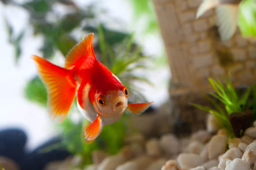 金魚すくいの金魚を長生きさせるコツに関する雑学