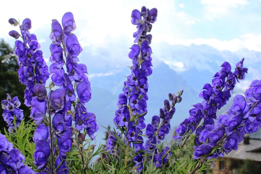 毒草"トリカブト"の花言葉は？意外とカッコいい意味もありますというトリビアまとめ
