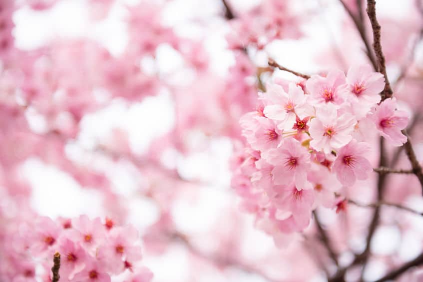 日本で一番古い「神代桜」は樹齢2000年という雑学まとめ