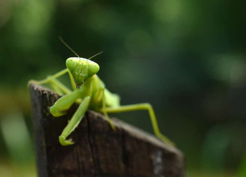 カマキリはオスよりメスのほうが大きいというトリビア