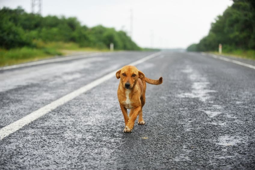 牛だけでなく犬も!インドでは「野良犬」にもご注意!についてのトリビア