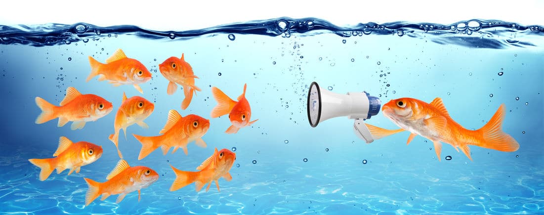 金魚の雑学まとめ