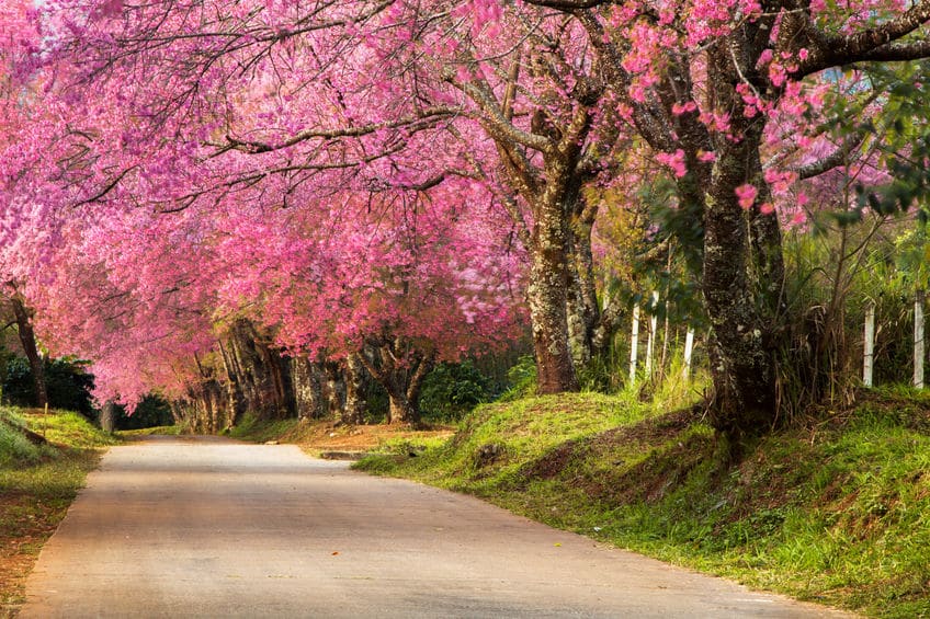 2月1日からの最高気温を足して600℃が桜の開花の目安という雑学