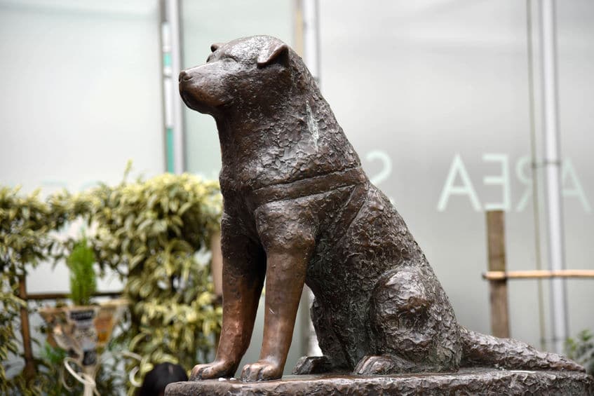 忠犬ハチ公に関する雑学まとめ