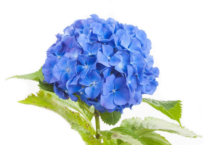 青色のアジサイの花言葉に関する雑学