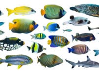 魚に関する雑学まとめ