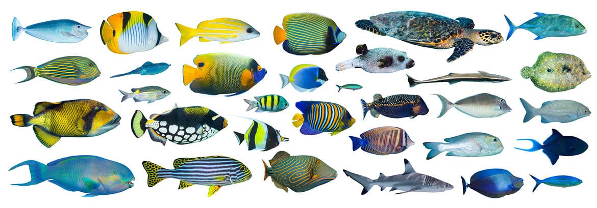 魚に関する雑学まとめ