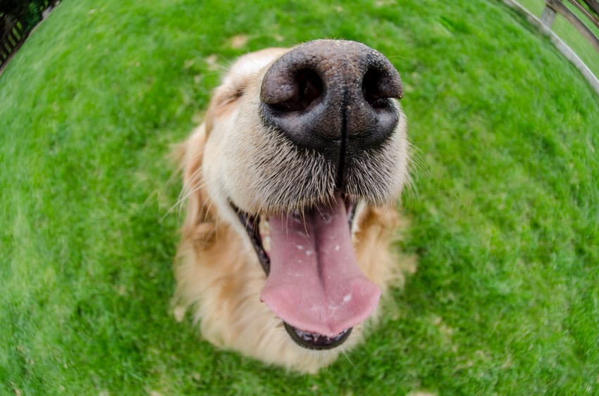 犬の嗅覚は人間の10万倍以上!がんも発見できる?というトリビア