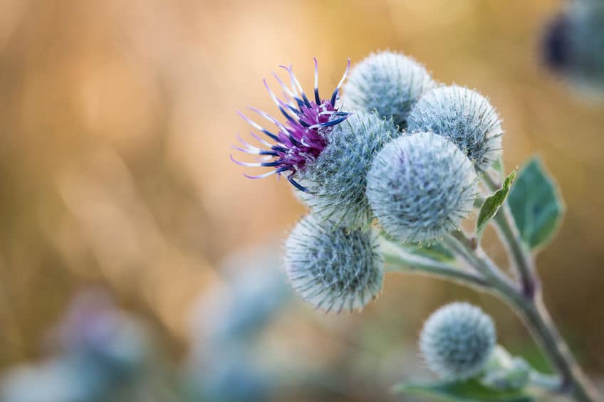 ネガティブな花言葉ばかりの理由はゴボウの花にある!というトリビア