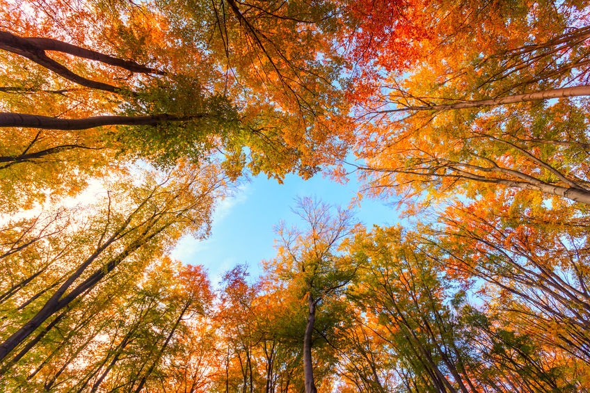 紅葉で赤くなるものと黄色くなるものの違いは?というトリビア