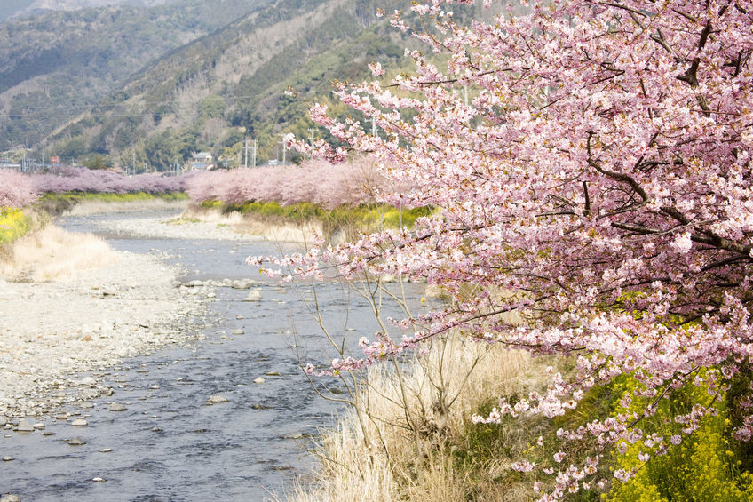 桜が土手沿いに多い理由に関する雑学
