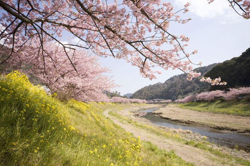 桜の木が土手沿いに多く植えられているのは川の氾濫を防ぐためという雑学まとめ